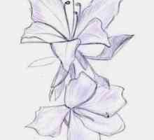 Cum de a desena o orhidee? Reprezentăm întruchiparea simplității și a sofisticării