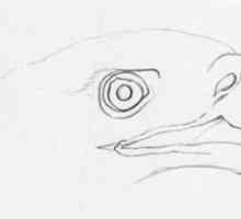 Cum de a desena un vultur în creion pas cu pas